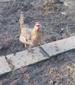 Bruteier grünleger blauleger  Bild 8