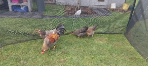 Bruteier grünleger blauleger  Bild 5