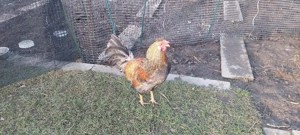 Bruteier grünleger blauleger  Bild 6