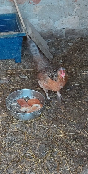 Bruteier grünleger blauleger  Bild 9