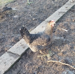 Bruteier grünleger blauleger  Bild 7