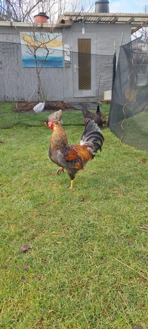 Bruteier grünleger blauleger  Bild 10