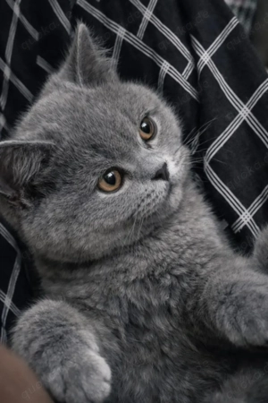 BKH kitten abholbereit Britisch Kurzhaar Kitten 