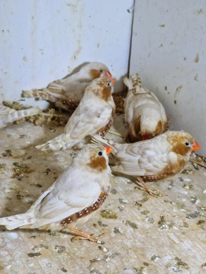 Zebrafinken Männchen in der Farbe Isabell aus Hobbyhaltung