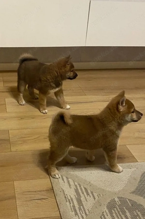 Shiba Inu Welpen