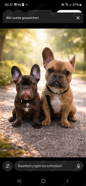 Zwei Französische Bulldoggen 1 jahr & 7 Monate jung 