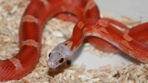 Blood Motley Pied 2024