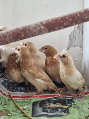 japanische Mövchen - Fuchsrot