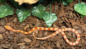 Kornnatter Jungtiere abzugeben 