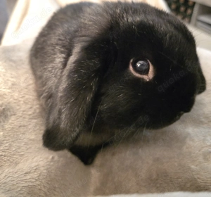 Mini Lop - Zwergwidder - Männchen - GEIMPFT