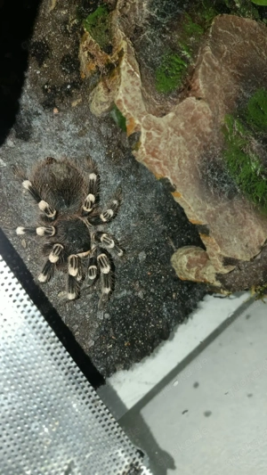 Acanthoscrurria geniculata 0.1 Weibchen ADULT