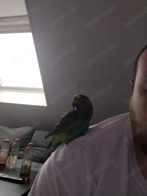 Goldbugpapagei Handzahm 10 Jahre 1.0 Hahn Männchen Papagei Vogel Meyerspapagei