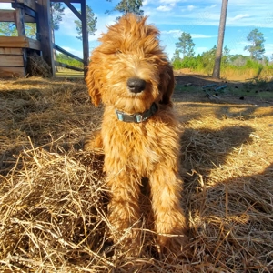 Riesiger, flauschiger Pudelwelpe   dein bester Freund fürs Leben!     