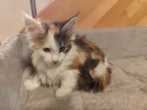Schönes Maine Coon Kitten zu verkaufen