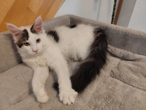 Verkaufe Maine Coon Katze 4 Monate alt
