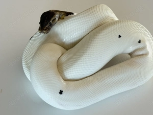 1.0 Königspython Pewter Piebald