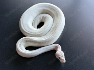 0.1 Königspython Axanthic Mojave Pastel Yellowbelly Gravel (Highway)