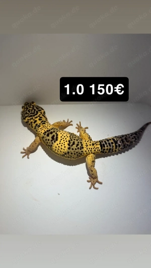 hobyauflösung Leopardgeckos