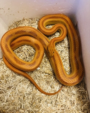 Kornnatter, tolle Färbung, sehr handzahm