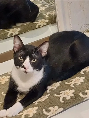 Milo Freundlicher Kater sucht Familie zum Kuscheln