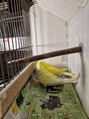 Wellensittiche Hennen Lutino und Albino