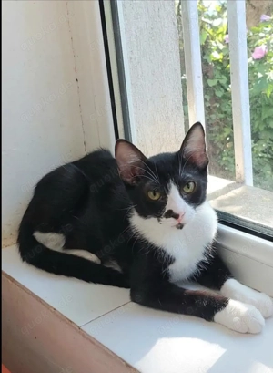 Milo Freundlicher Kater sucht Familie zum Kuscheln Bild 10