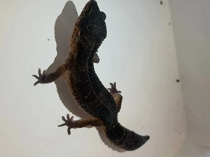 Hobyauflösung Leopardgecko