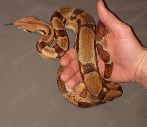 Hypo Het. Blood Boa