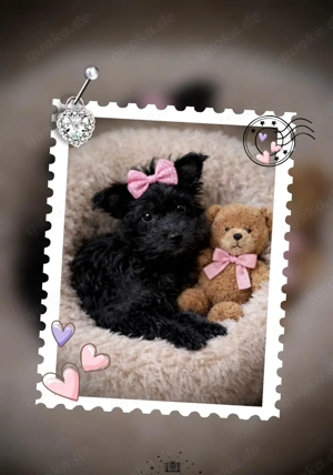 Mini Yorkshire Welpen Mix