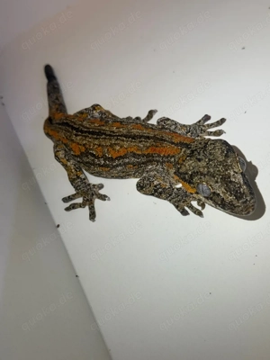 Hobbyauflösung Gecko