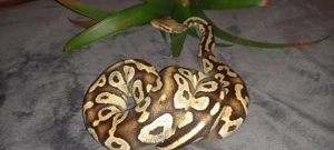 Lemon Pastel Königspython 