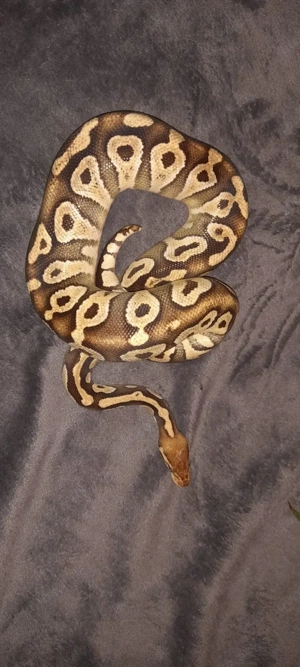 Lemon Pastel Königspython  Bild 2