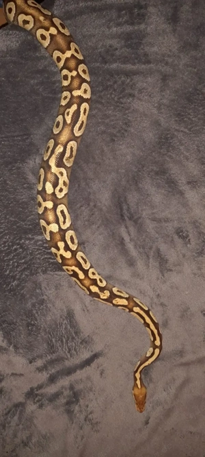 Lemon Pastel Königspython  Bild 3