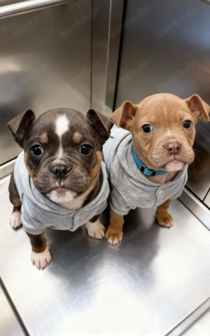 Old English Bulldog Welpen 