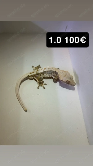 Hobbyauflösung Kronengecko