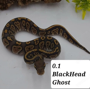 Verschiedene Königspythons