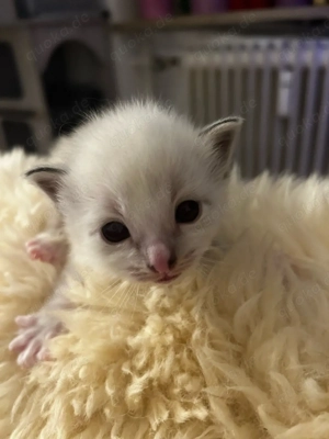 Ragdoll-birma kitten