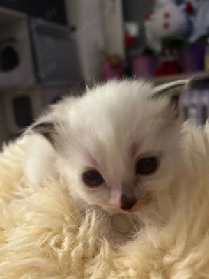 Ragdoll-birma kitten