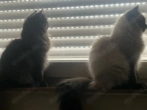 Wunderschöner Kater 7 Monate   Ragdoll Mix 