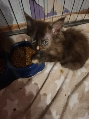 Zuckersüße Maine Coon Kitten 