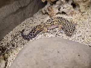 Leoparden gecko männchen zu verkaufen 