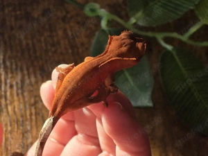 0.0.1 Tangerine schwarze + rote Dal spots Kronengecko Correlophus  Ciliatus 