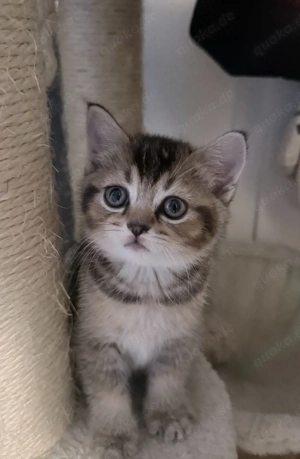 BKH-Goldschatz sucht sein Zuhause