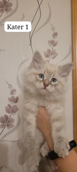 Neva Masquarade Sibirische Waldkatzen Kitten zu verkaufen