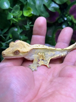 Kronengecko (Correlophus Ciliatus) 