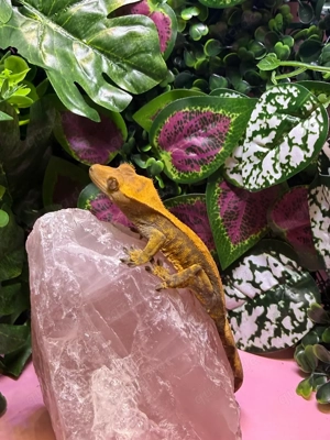 Kronengecko (Correlophus Ciliatus) 