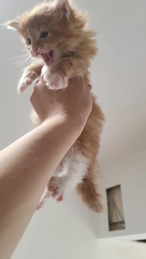 Main Coon Reinigrasse 