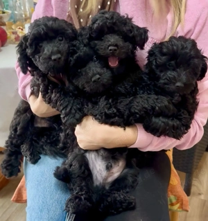 Maltipoo Zwergpudel Welpen 