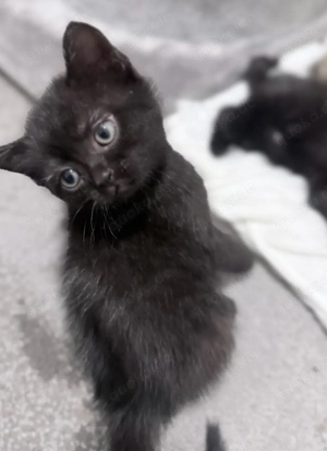 BHK Katzenmädchen schwarz sucht liebevolles Zuhause
