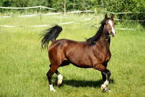 Reitbeteiligung von Pony bis Großpferd zu vergeben